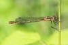 IMG_9329 Lestes sponsa